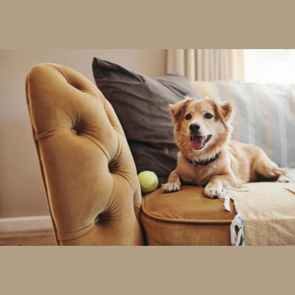 Happy dog relaxing on a cosy velvet sofa with a tennis ball — Pet Essentials collection